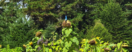 Gardening in an Ecosystem