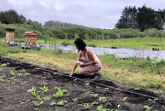 News for Market Farmers: Going to Seed Announces a Farmer Support Program