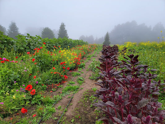 Top 3 Tips for Landrace Gardening