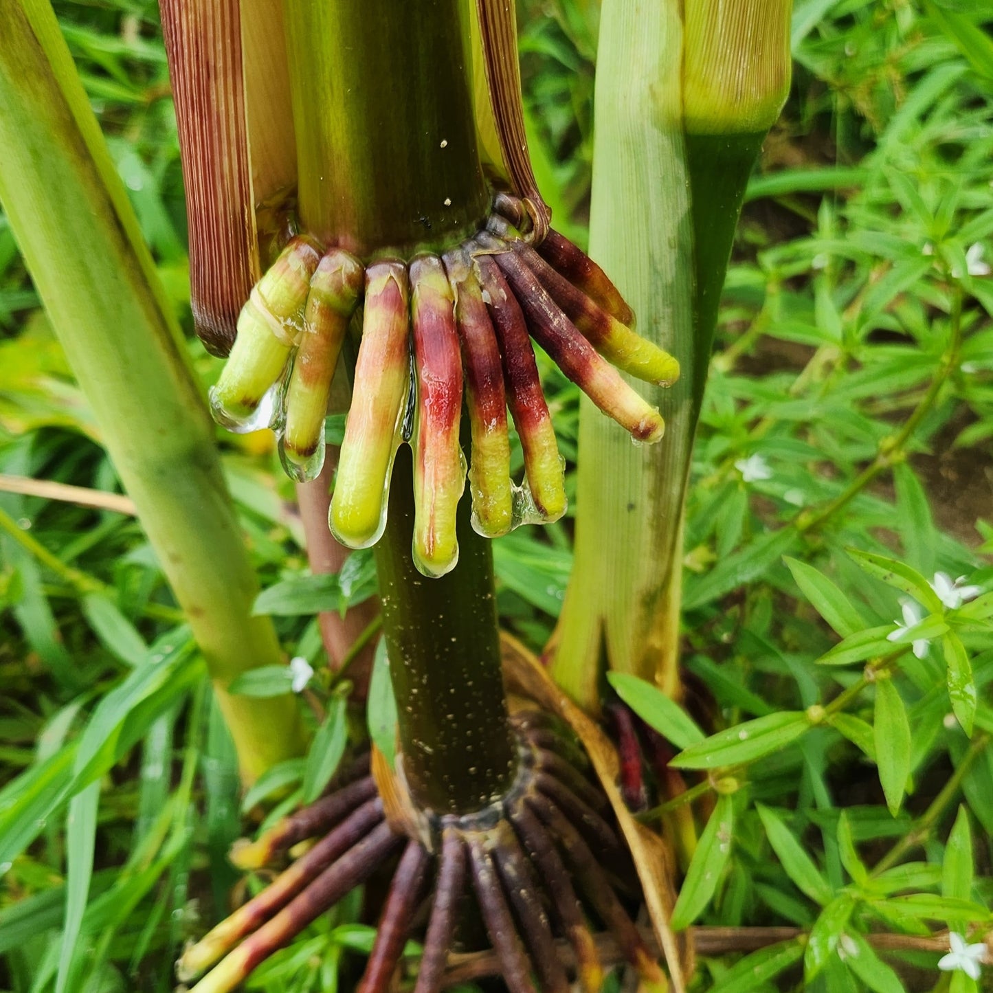 Corn
