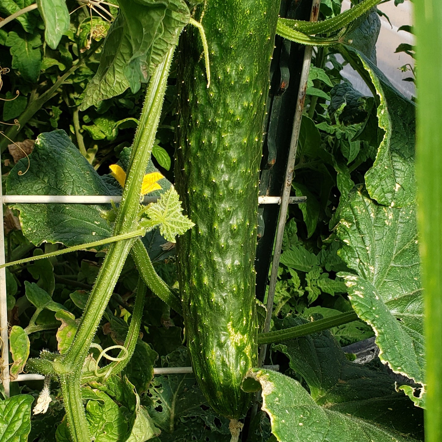 Cucumber (Canada)