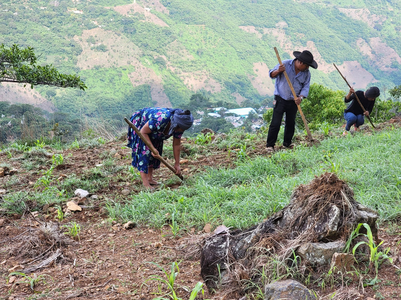 Center of Origin: Traditional Farming Methods in Southern Mexico