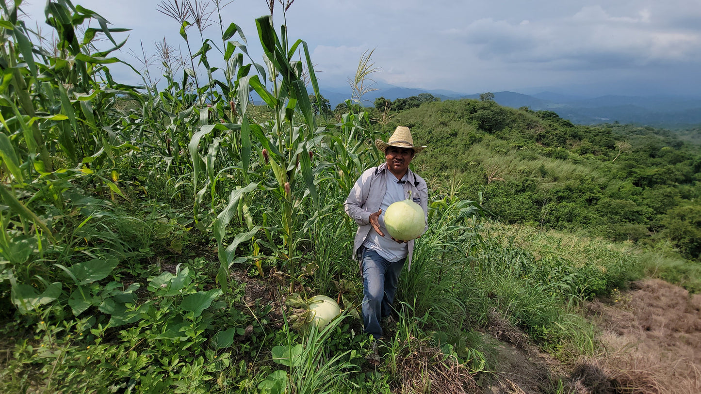 Center of Origin: Traditional Farming Methods in Southern Mexico