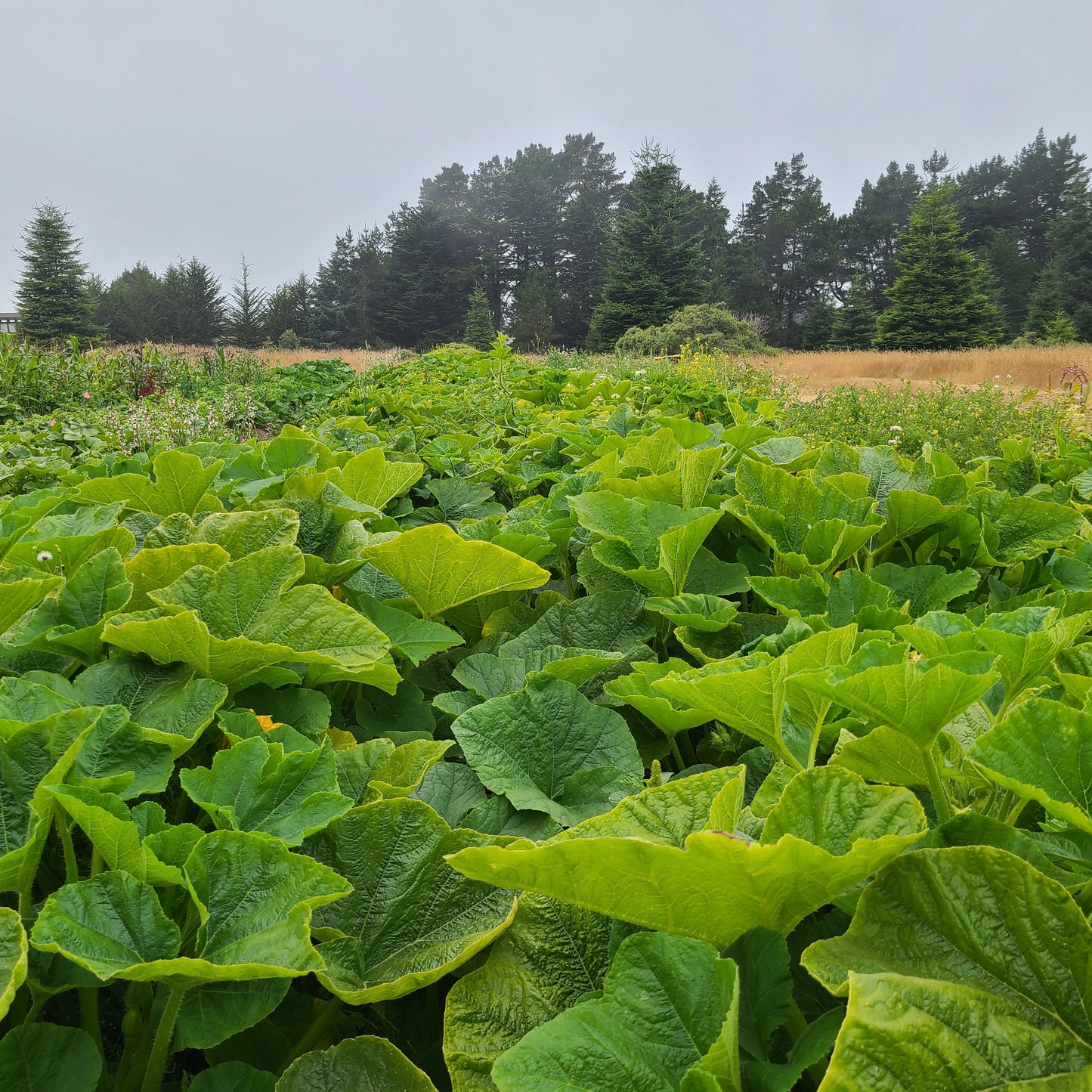 Squash - Maxima (Canada)