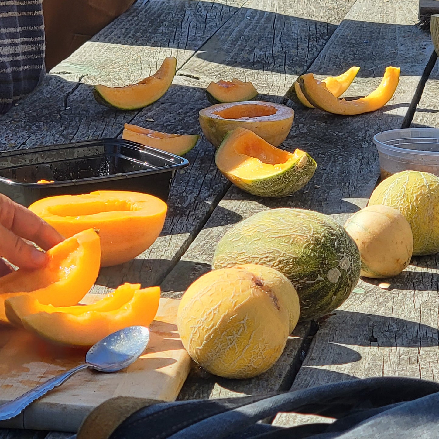 Muskmelon (Canada)