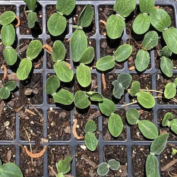 Squash - Moschata (Canada)