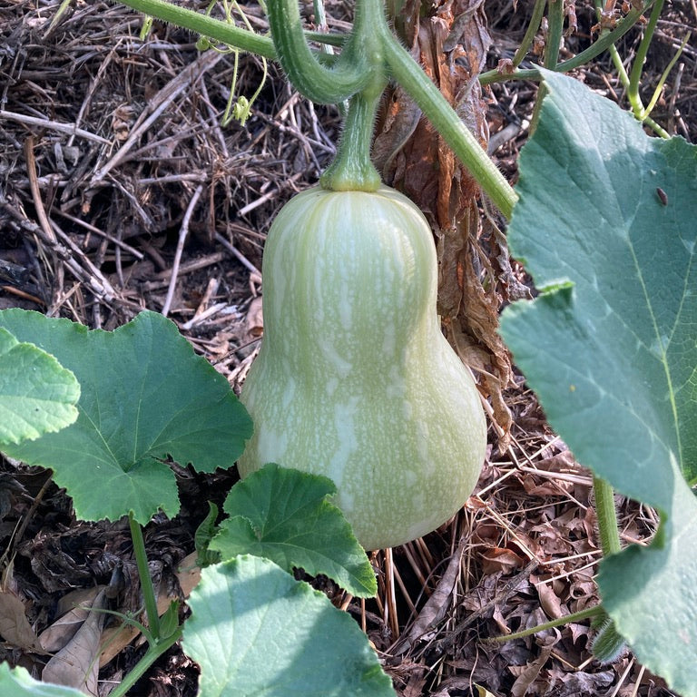 Squash - Moschata (Canada)