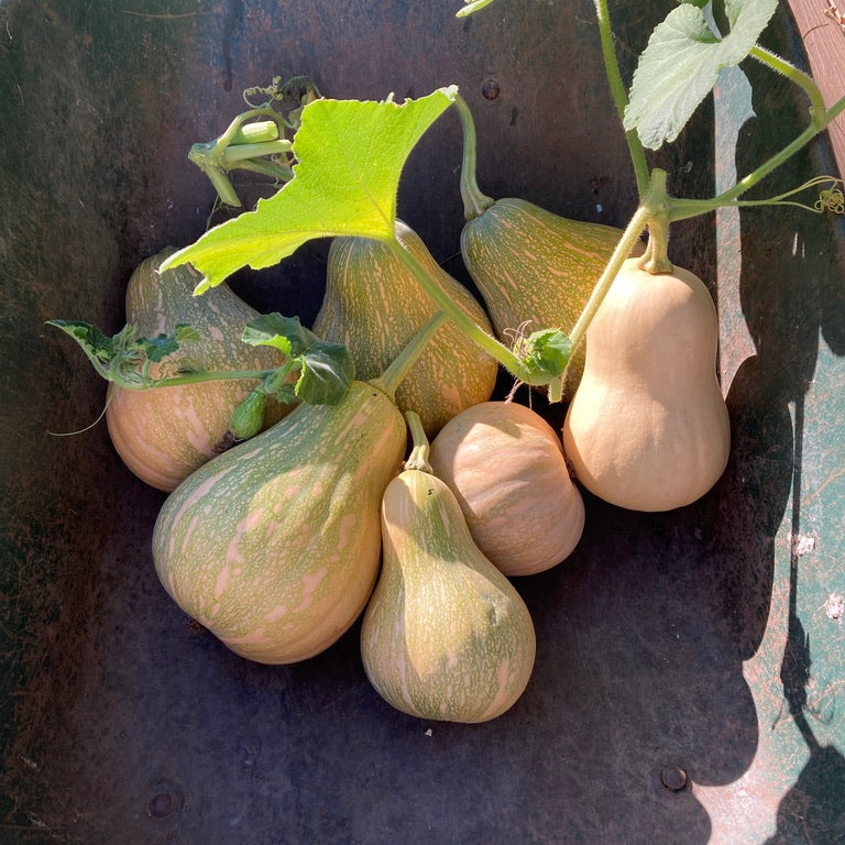 Squash - Moschata (Canada)