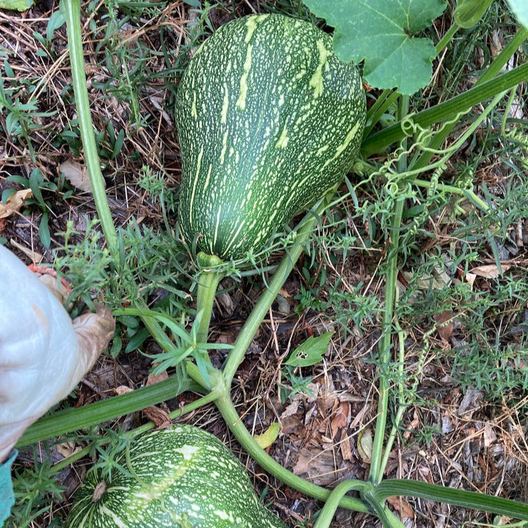 Squash - Moschata (Canada)