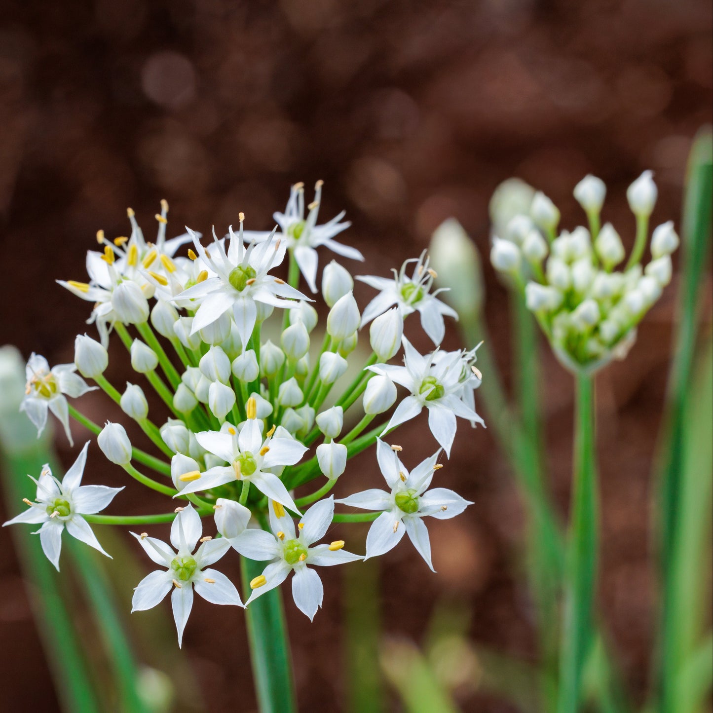 Garlic Chives