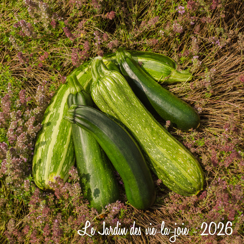 Squash, pepo (Canada)