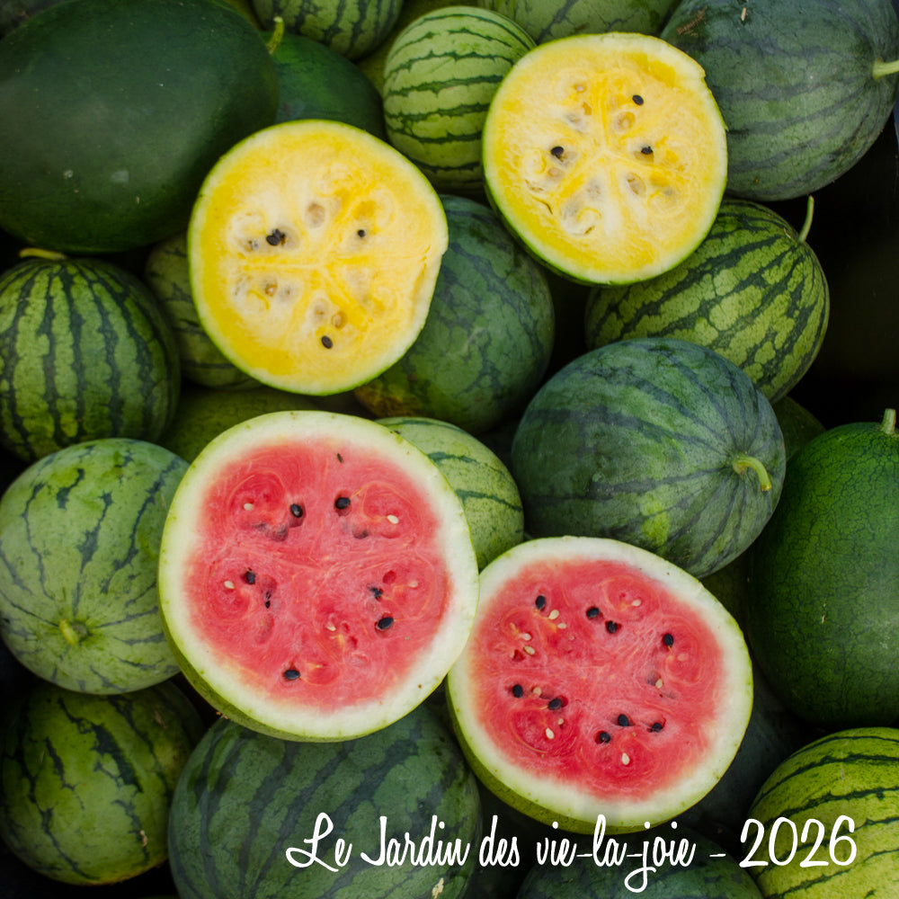 Watermelon (Canada) (2026)
