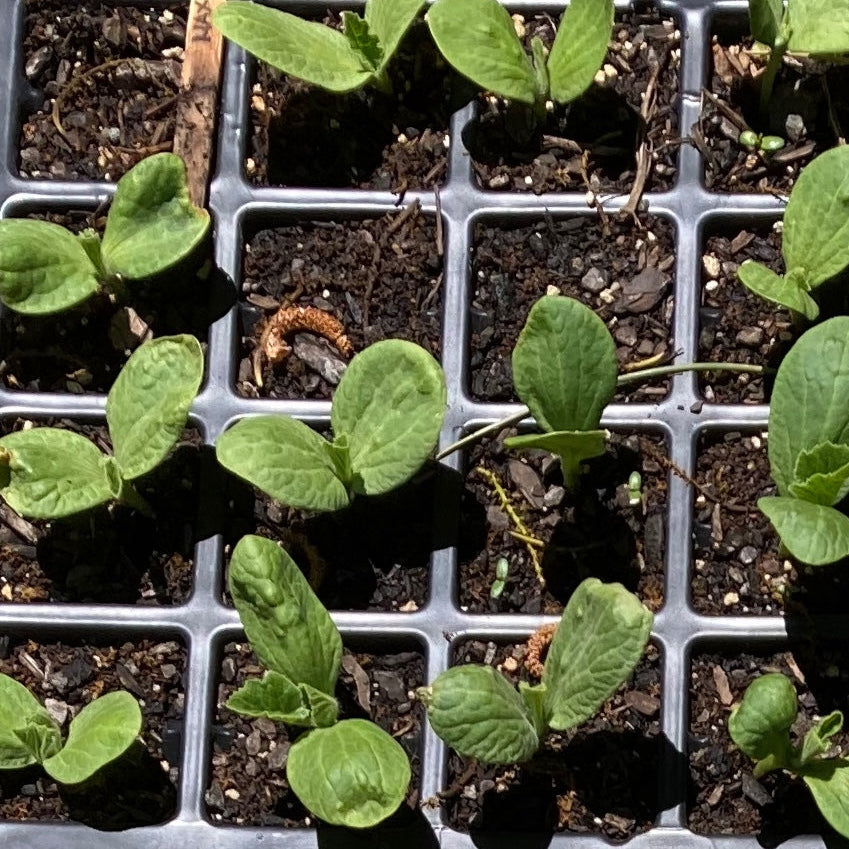 Squash - Maxima (Canada)