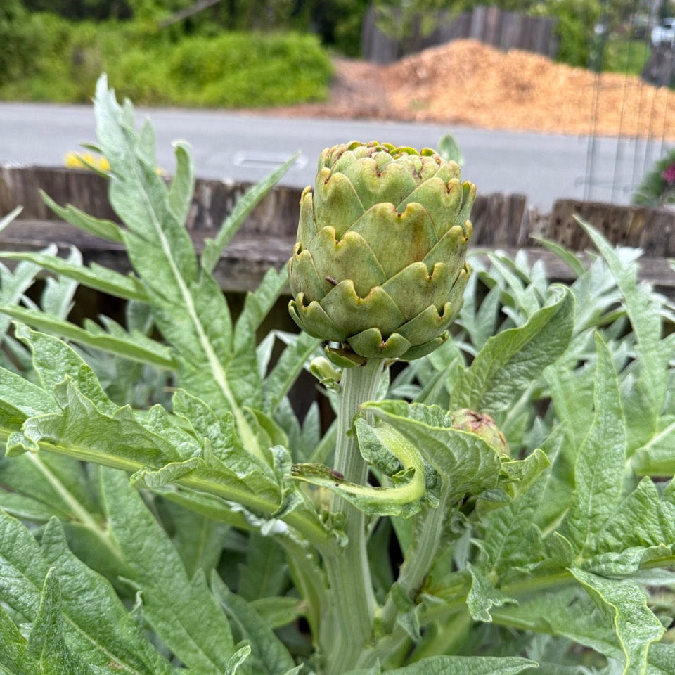 Artichoke