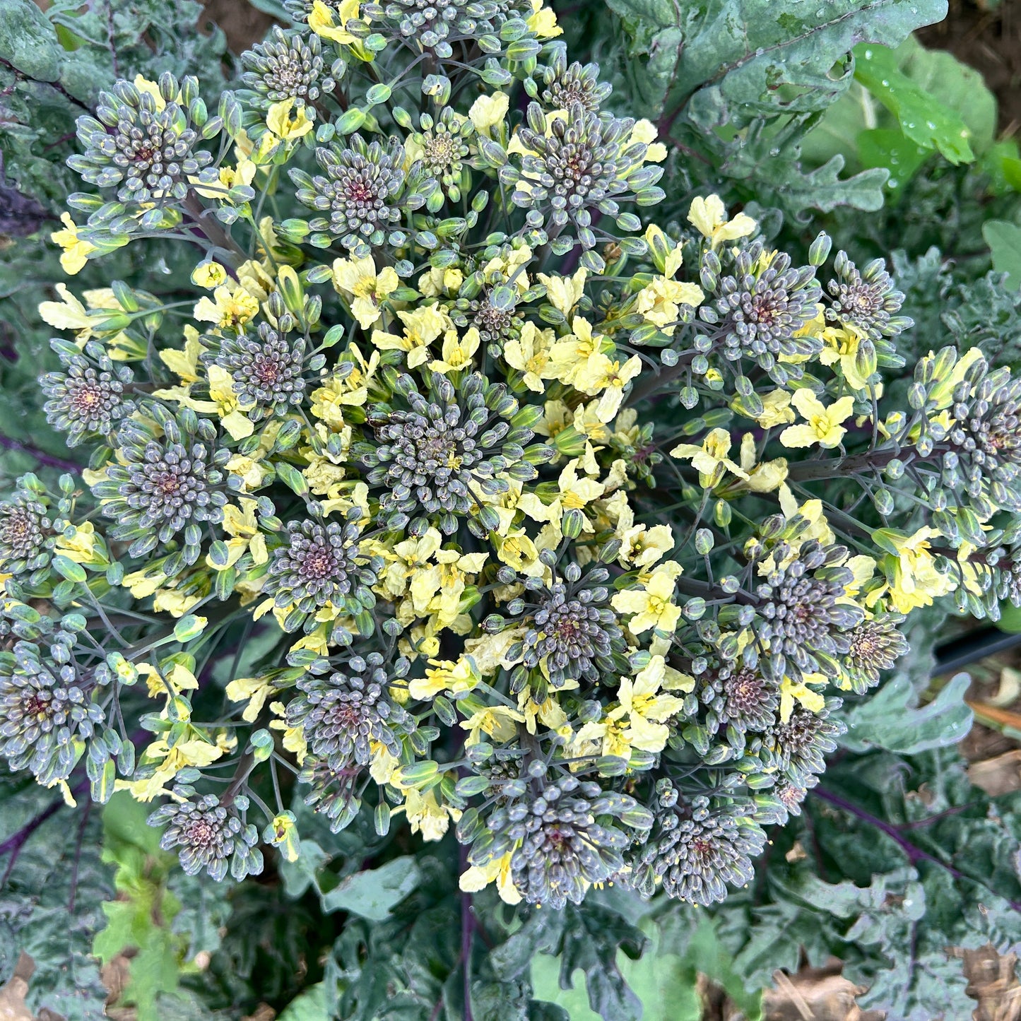 Broccoli (Canada)