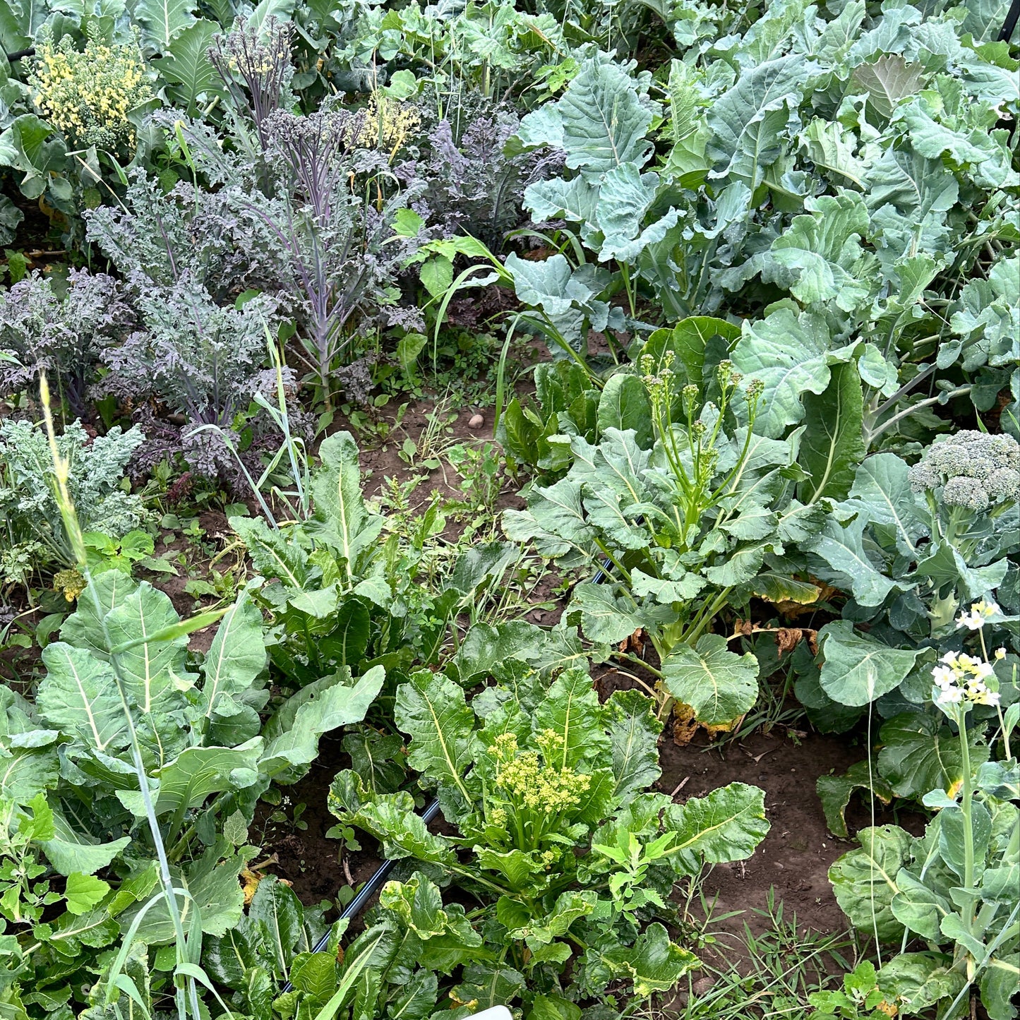 Broccoli (Canada)