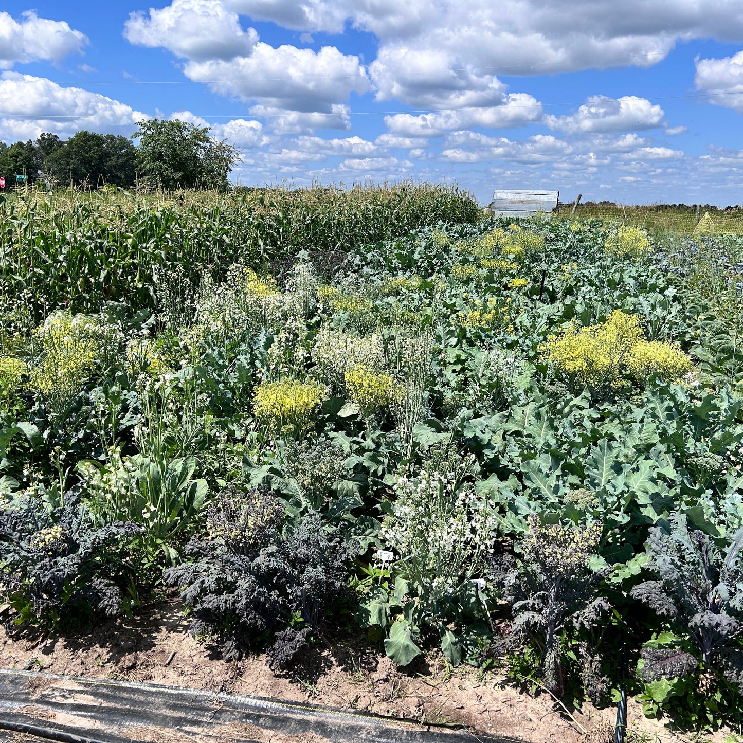 Broccoli (Canada)