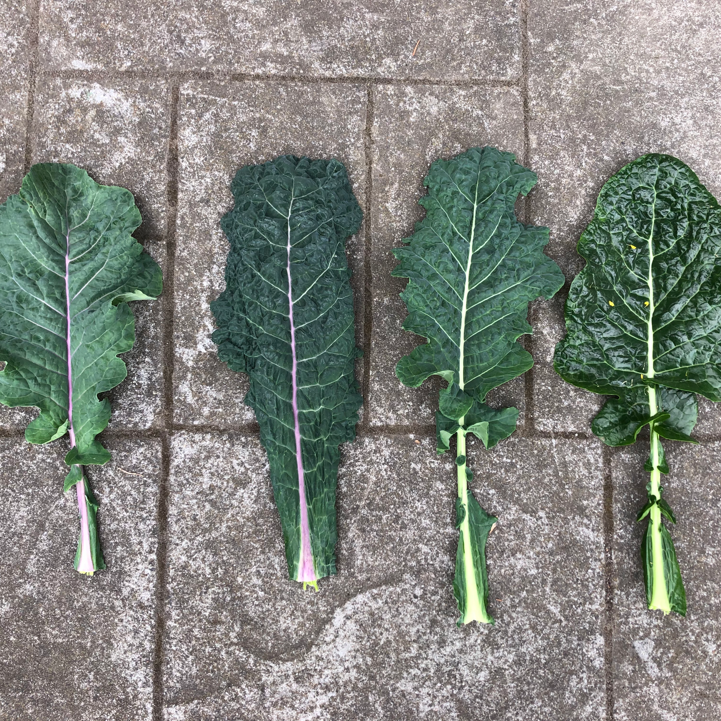 Kale +