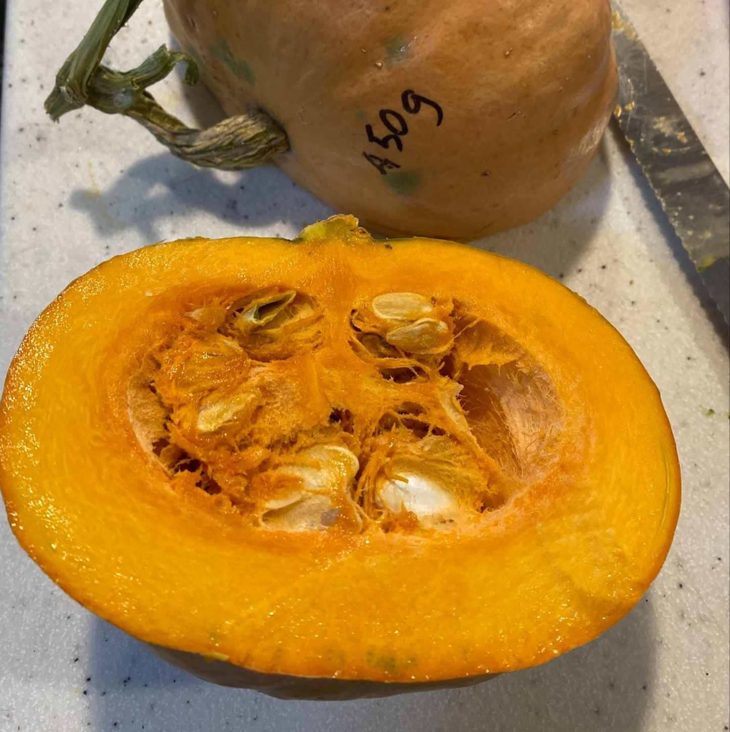 Squash - Maxima