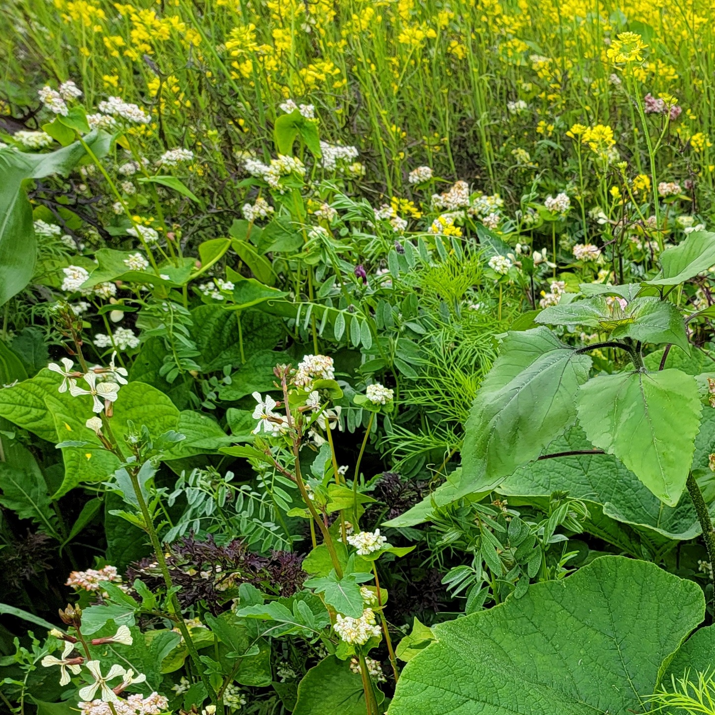 Pollinator Party