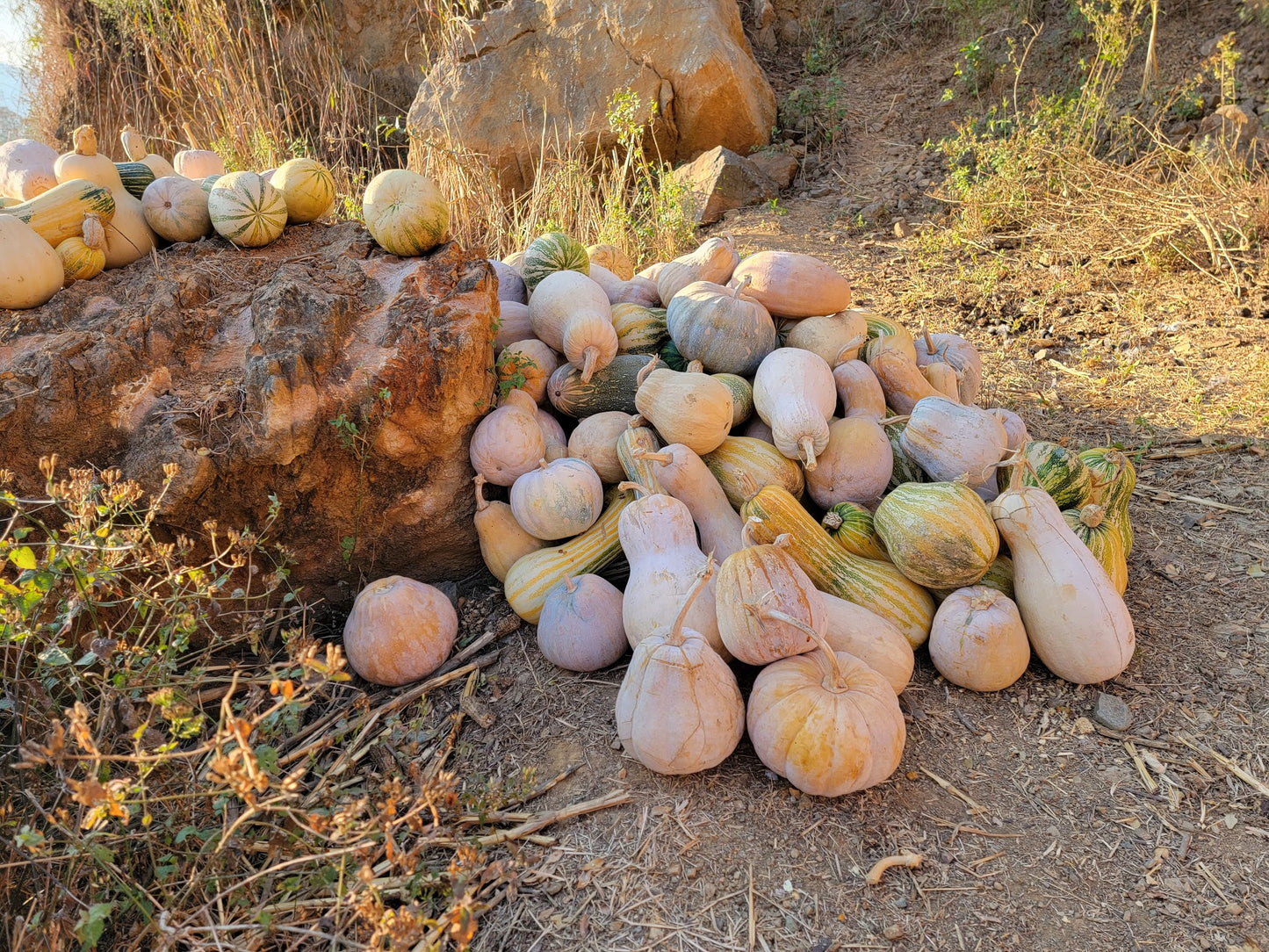 Center of Origin: Traditional Farming Methods in Southern Mexico