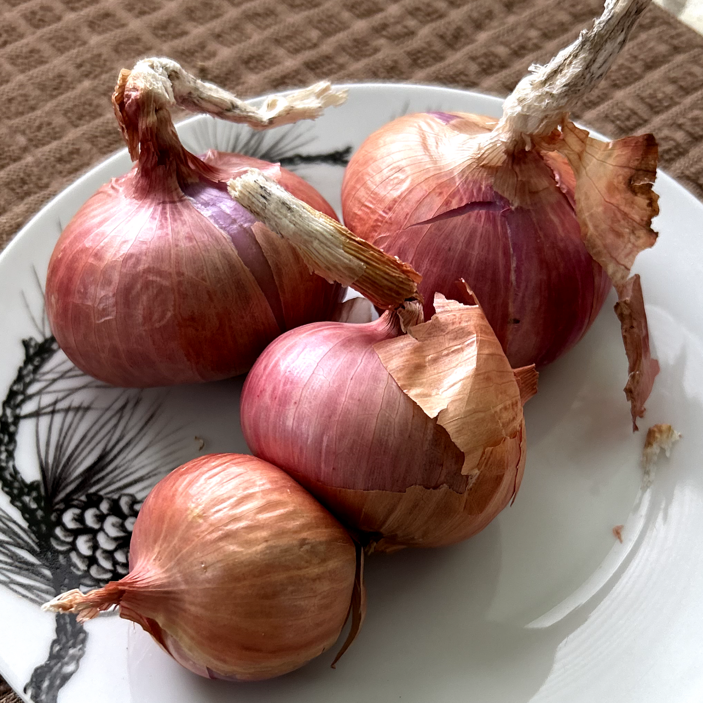 Onion