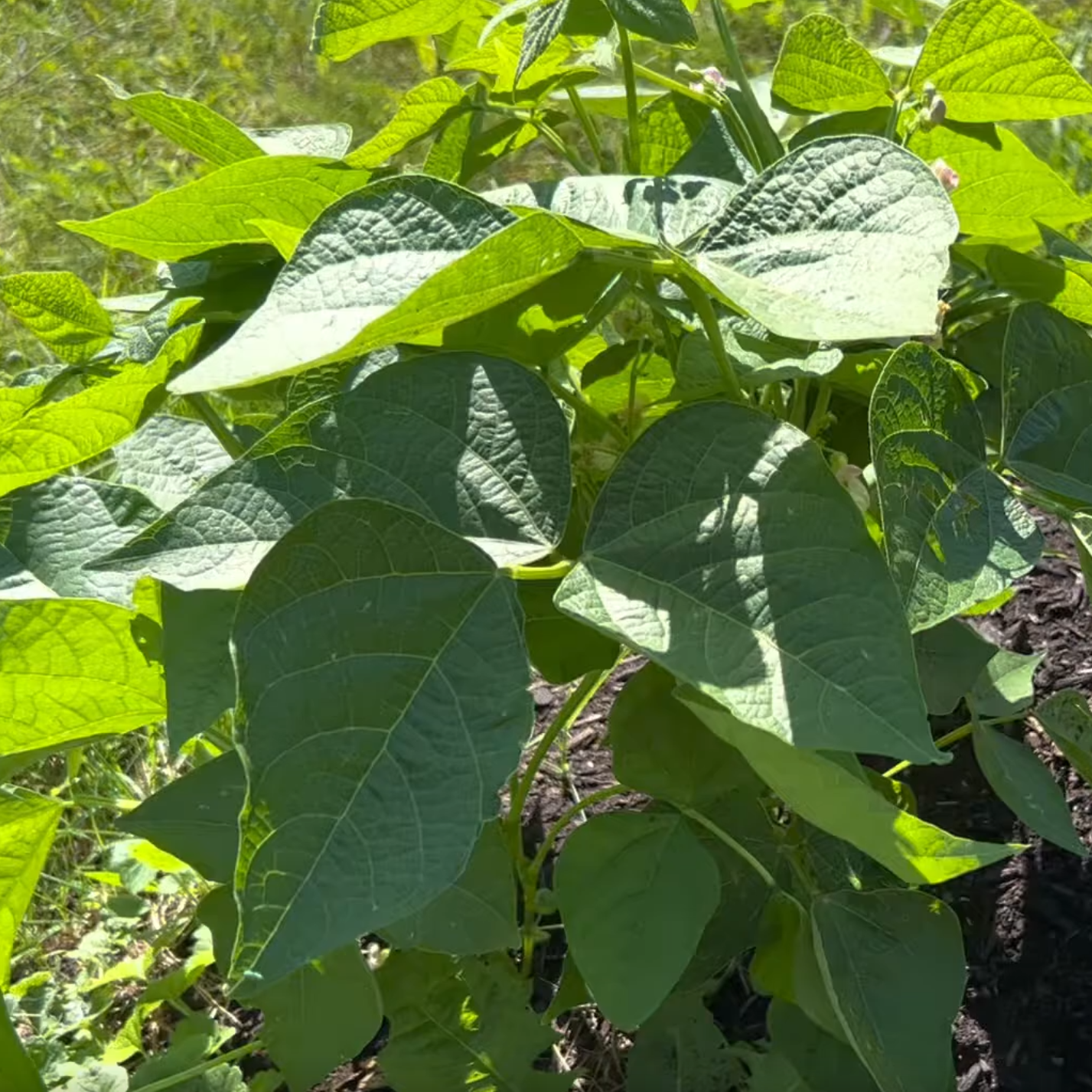 Bean, Common (Canada)