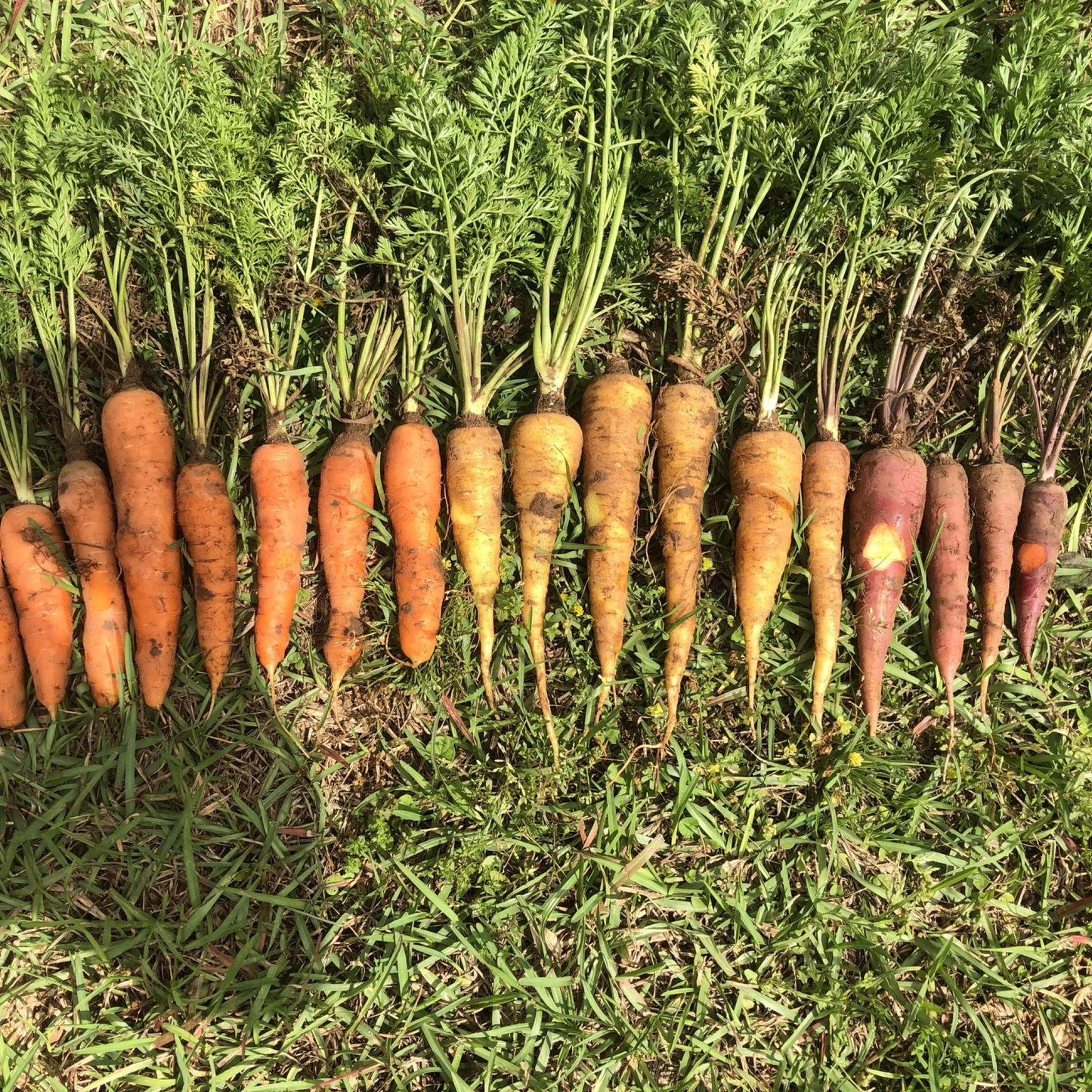 Carrot