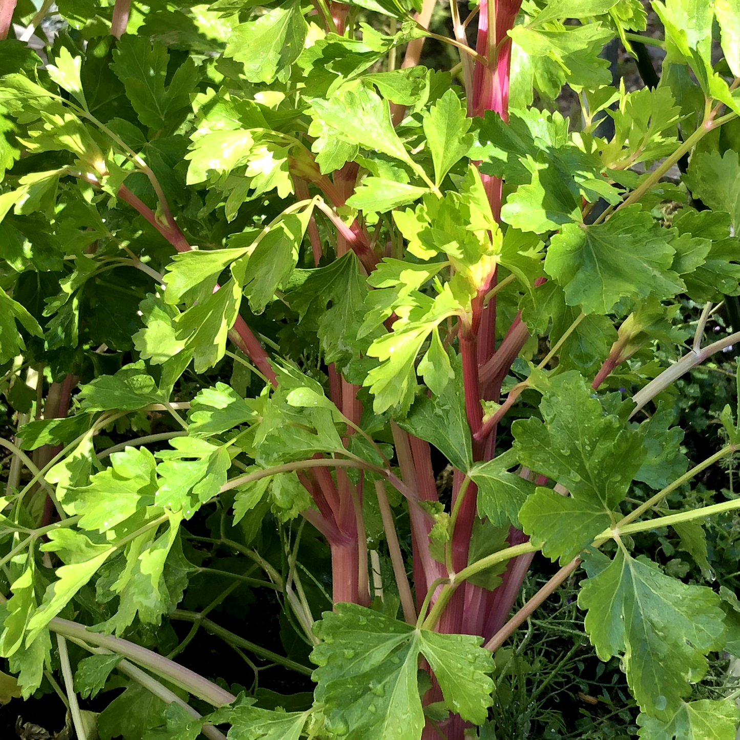 Celery