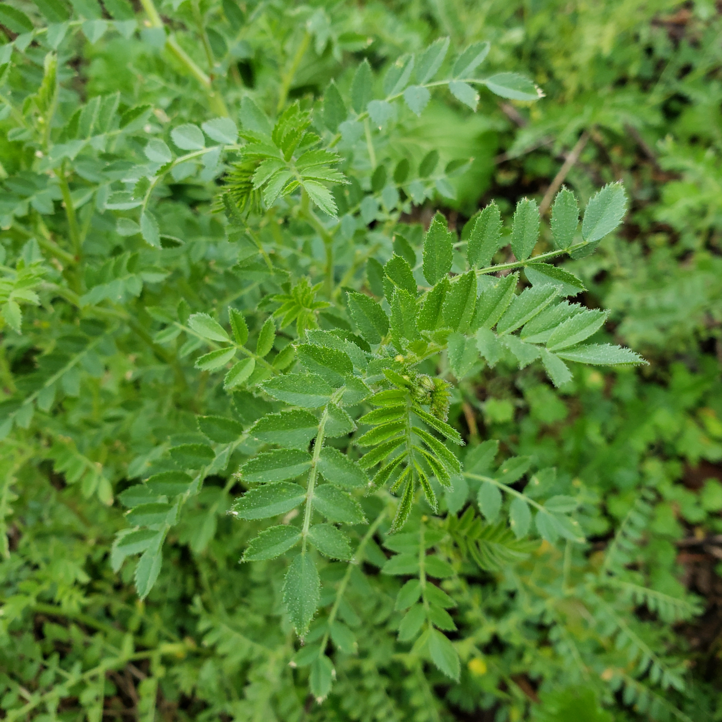Chickpea