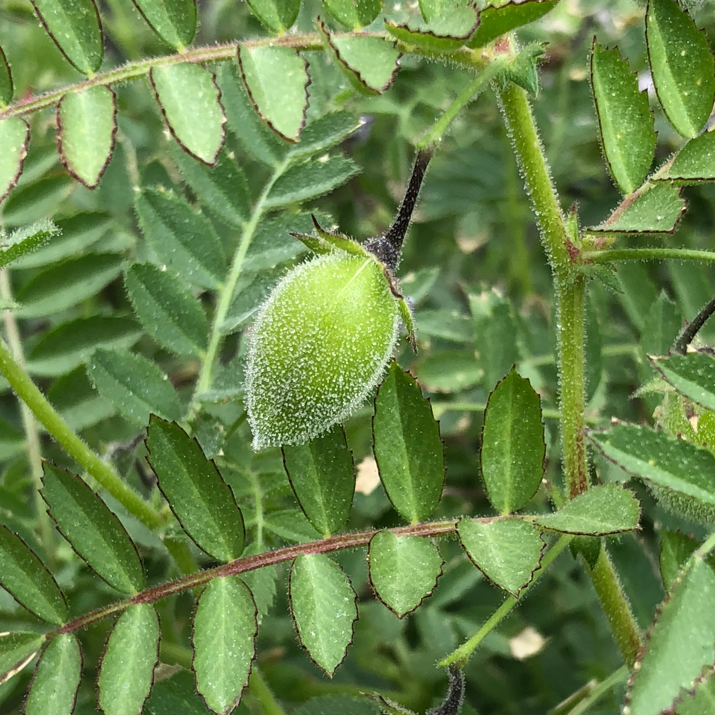 Chickpea