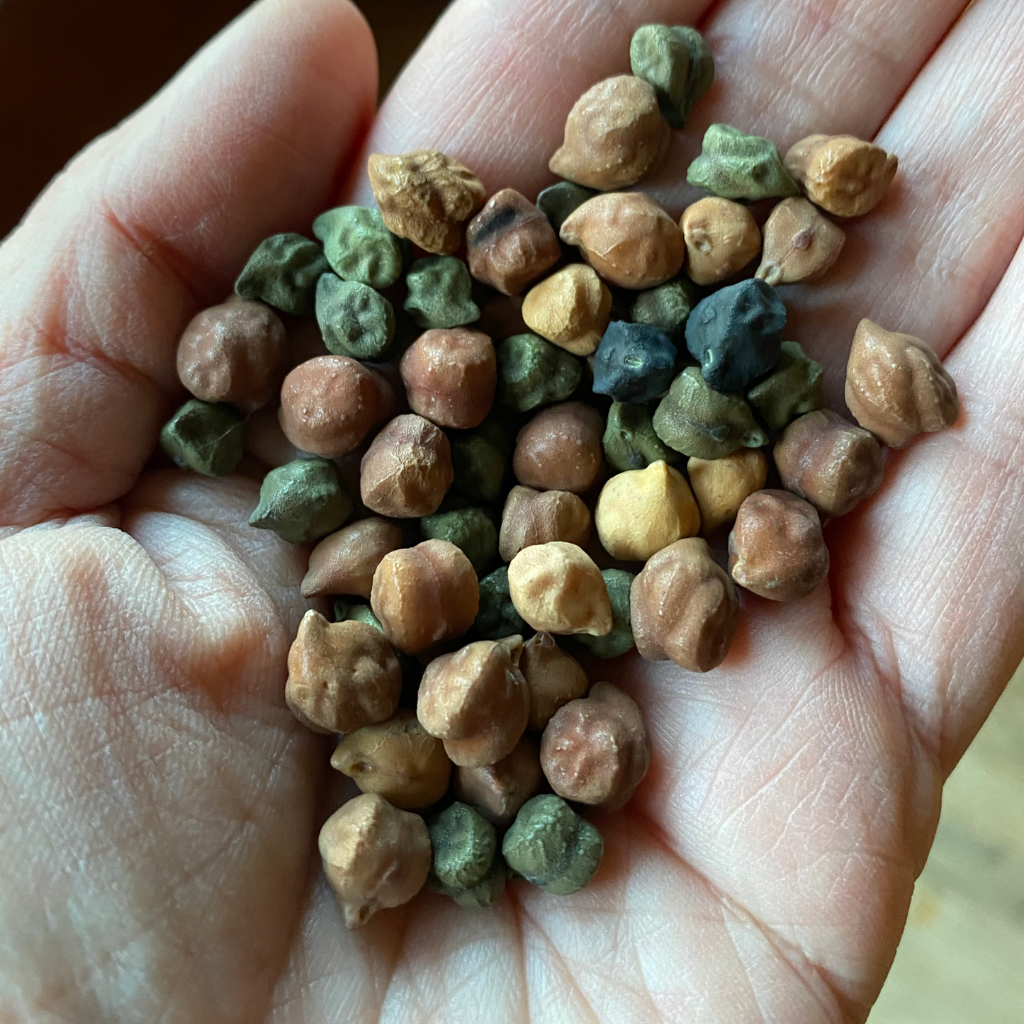 Chickpea