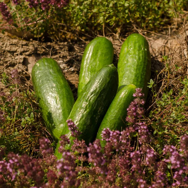 Cucumber (Canada)
