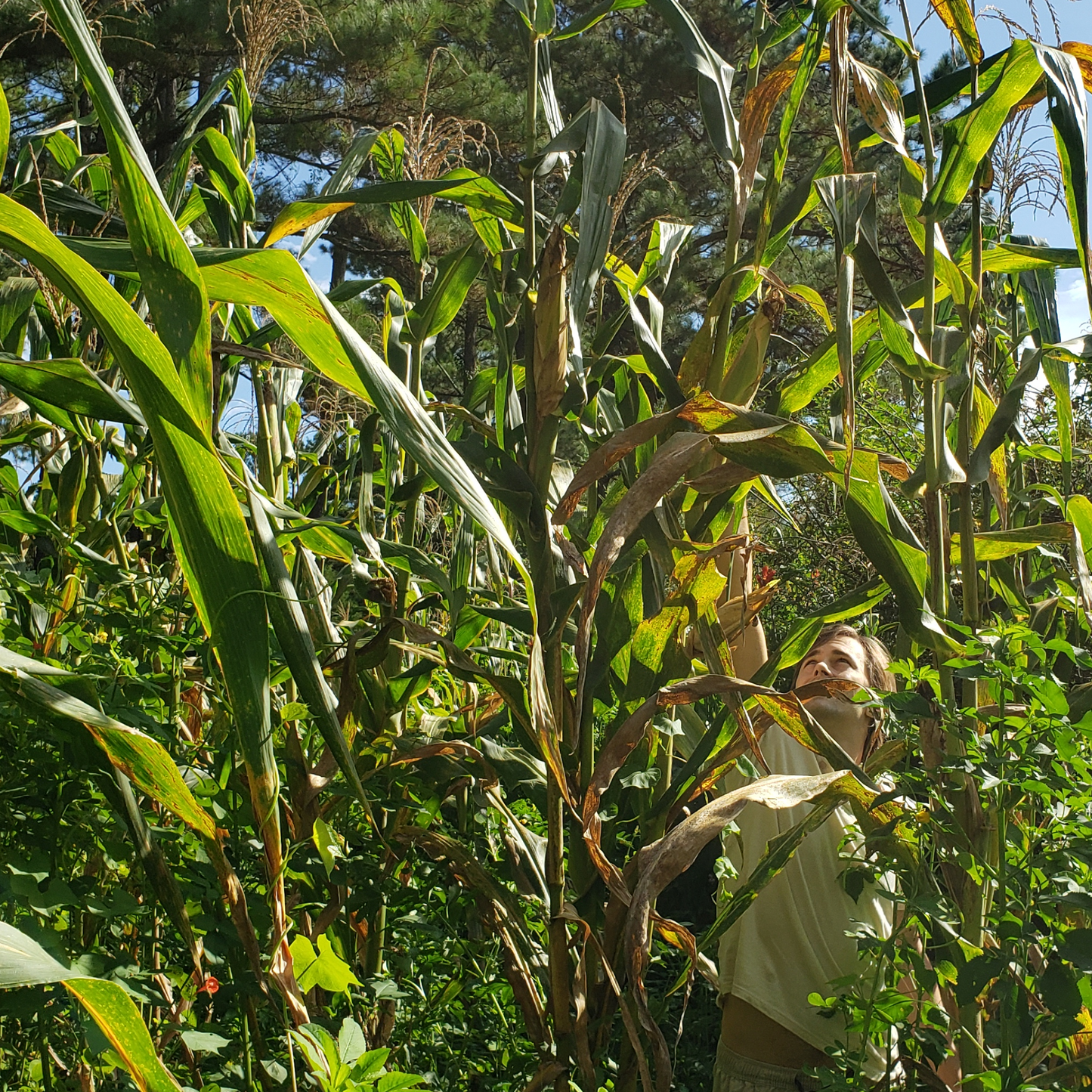 Corn