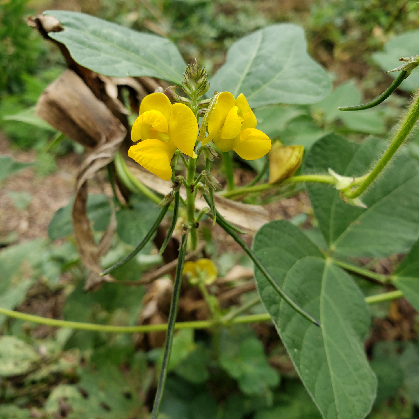 Not Just Cowpeas