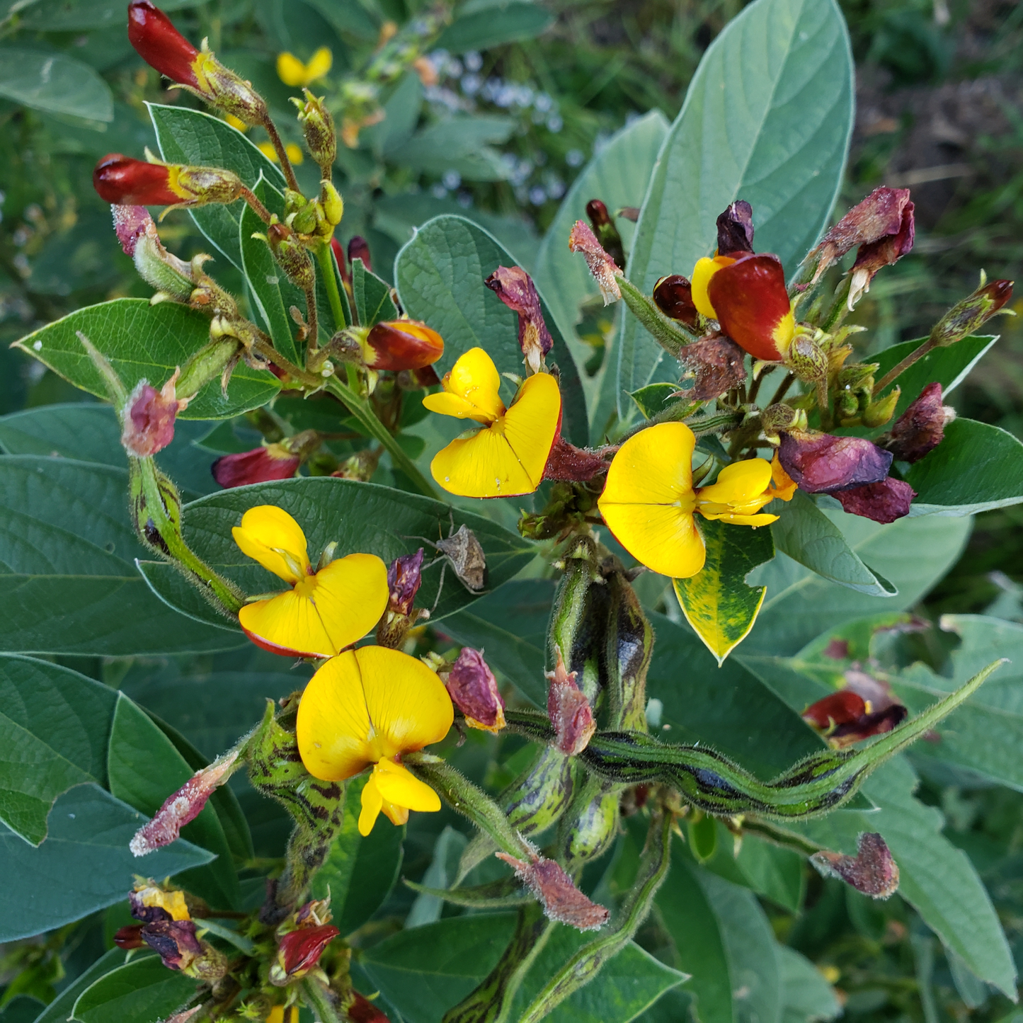 Not Just Cowpeas