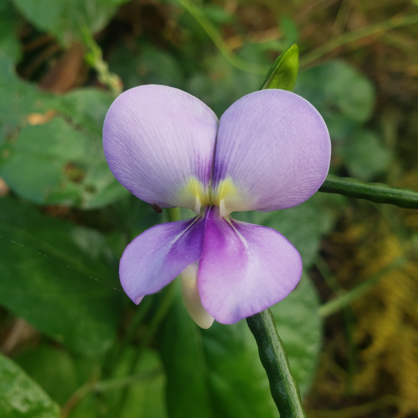 Not Just Cowpeas