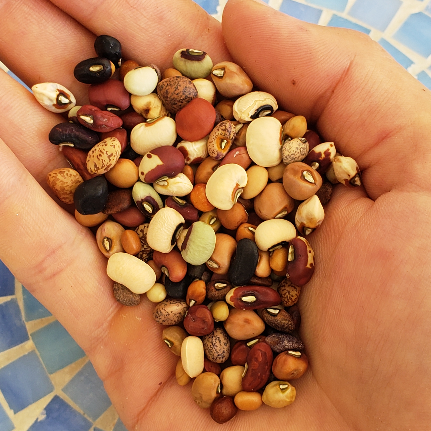 Not Just Cowpeas