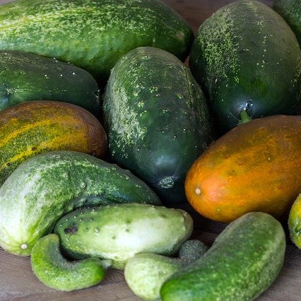 Cucumber (Canada)