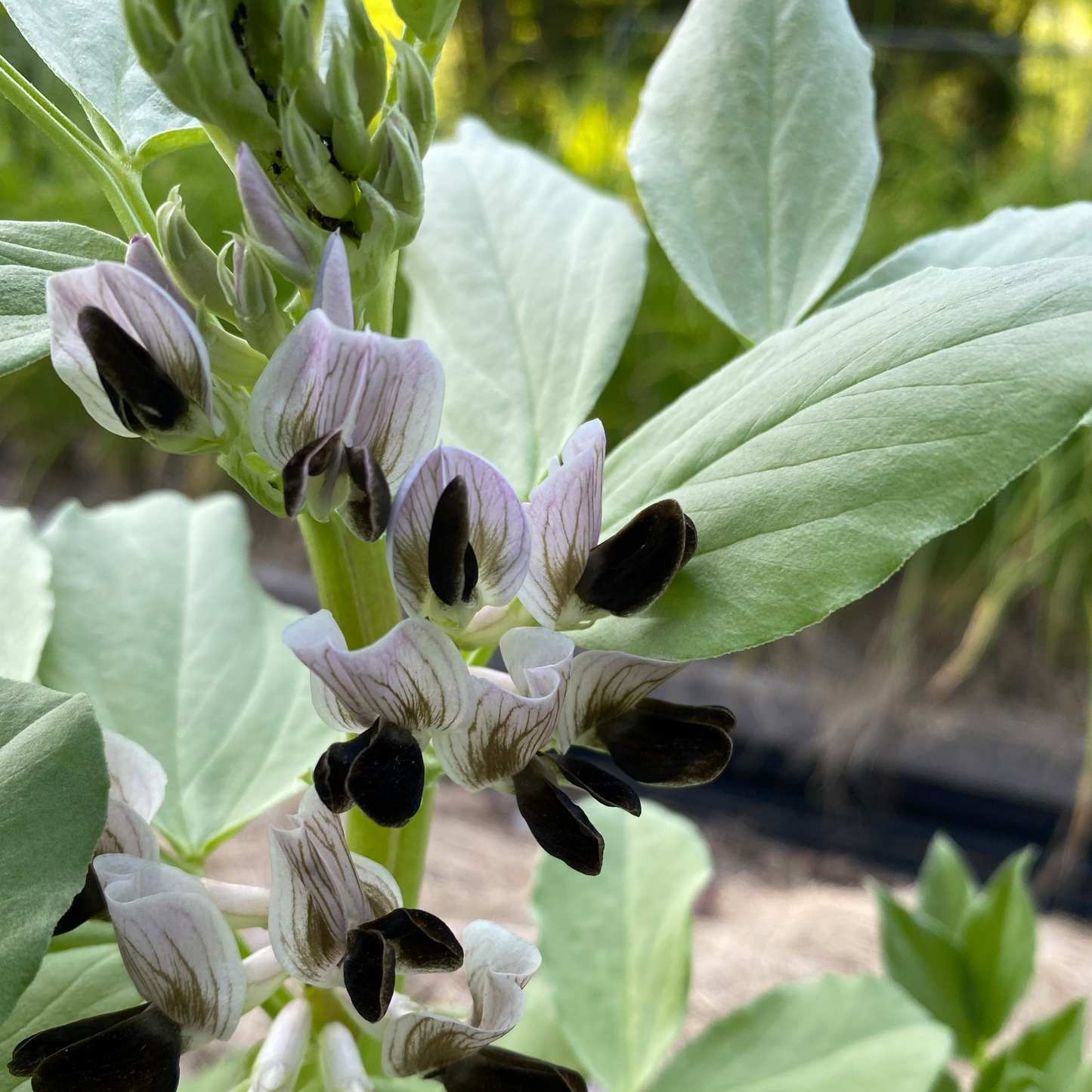 Fava Bean