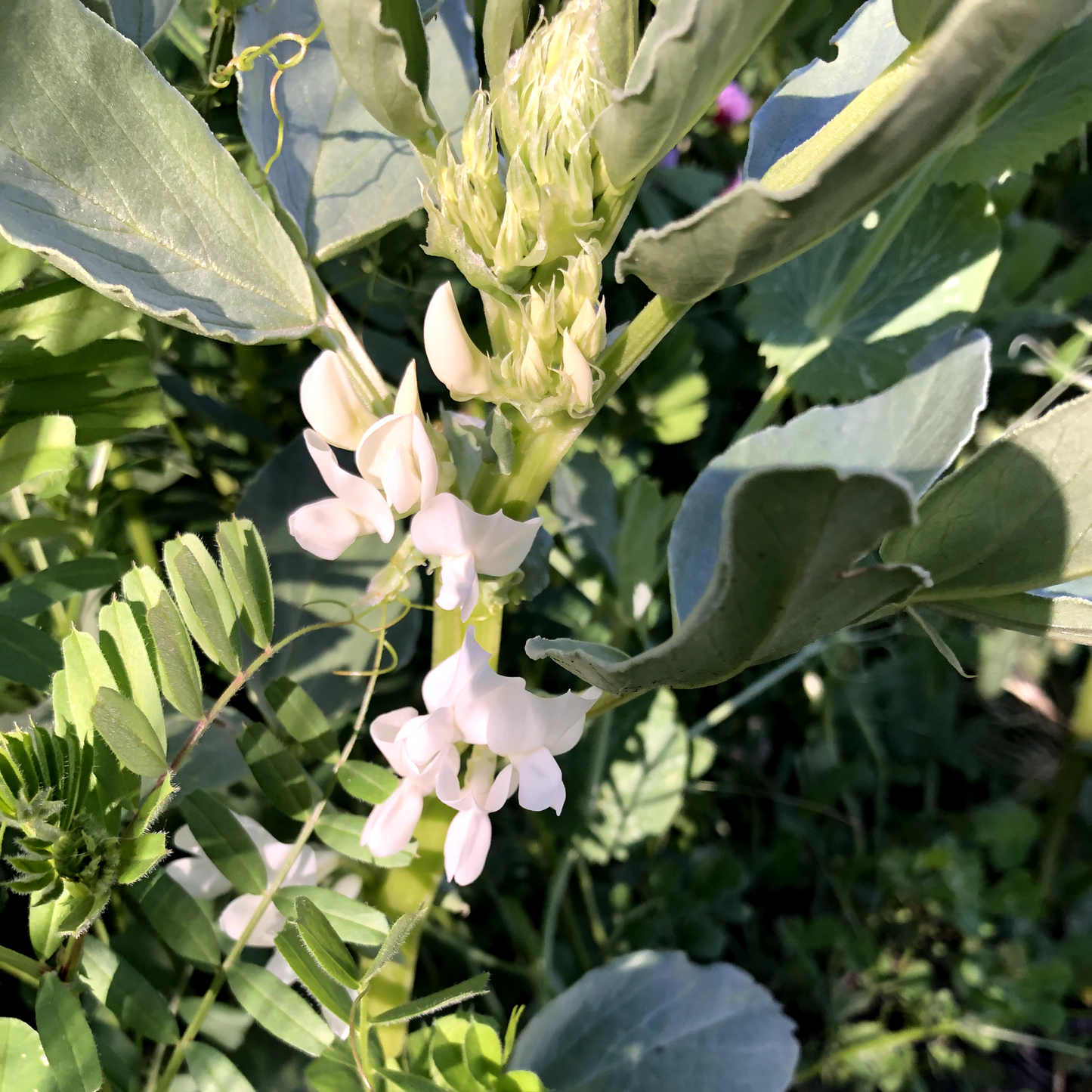 Fava Bean