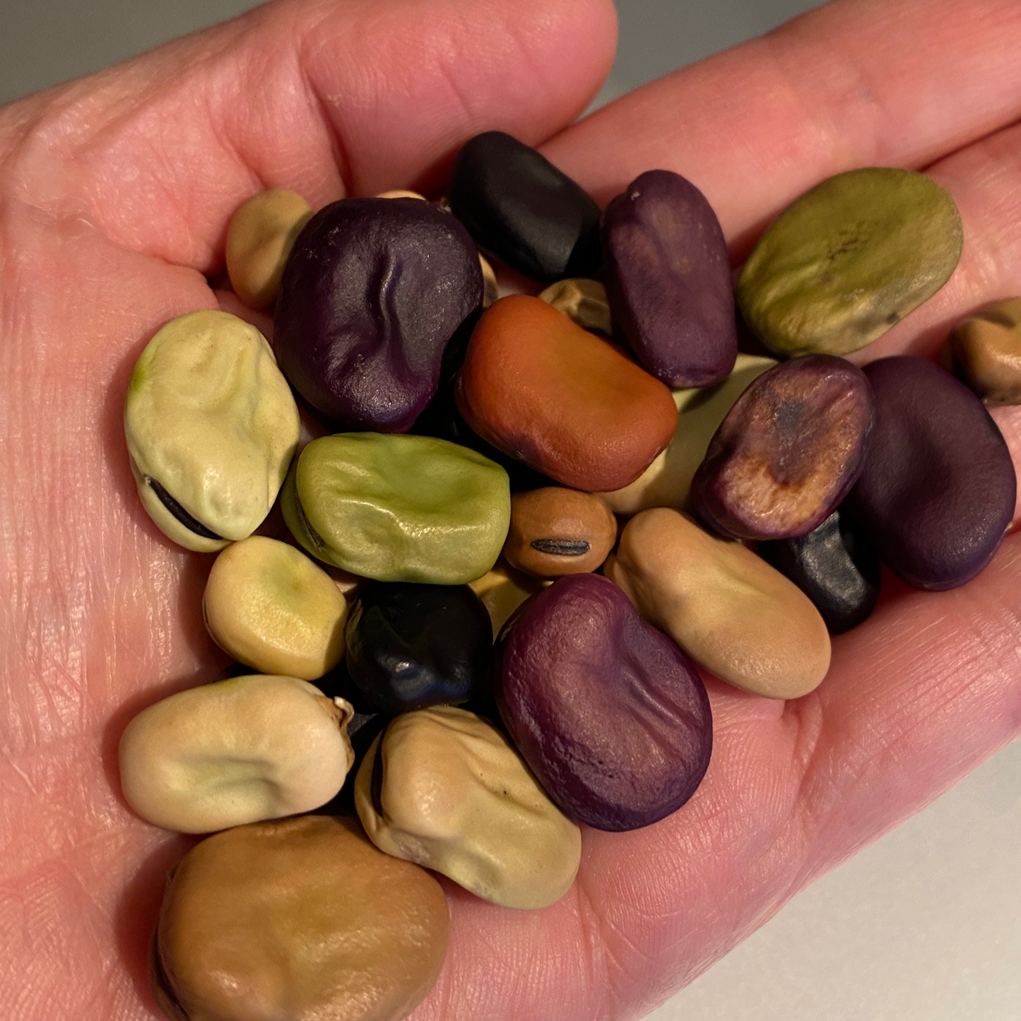 Fava Bean