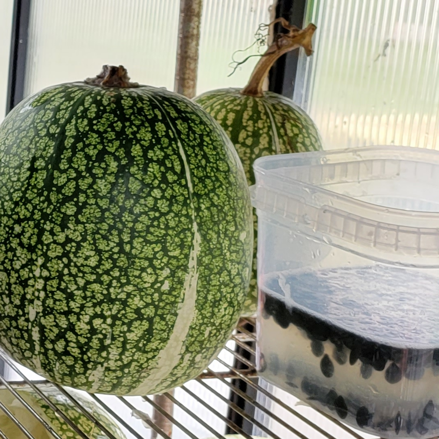Squash - Ficifolia