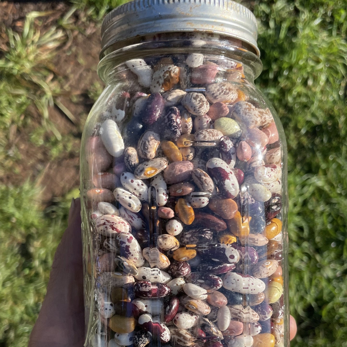 Bean, Common (Canada)