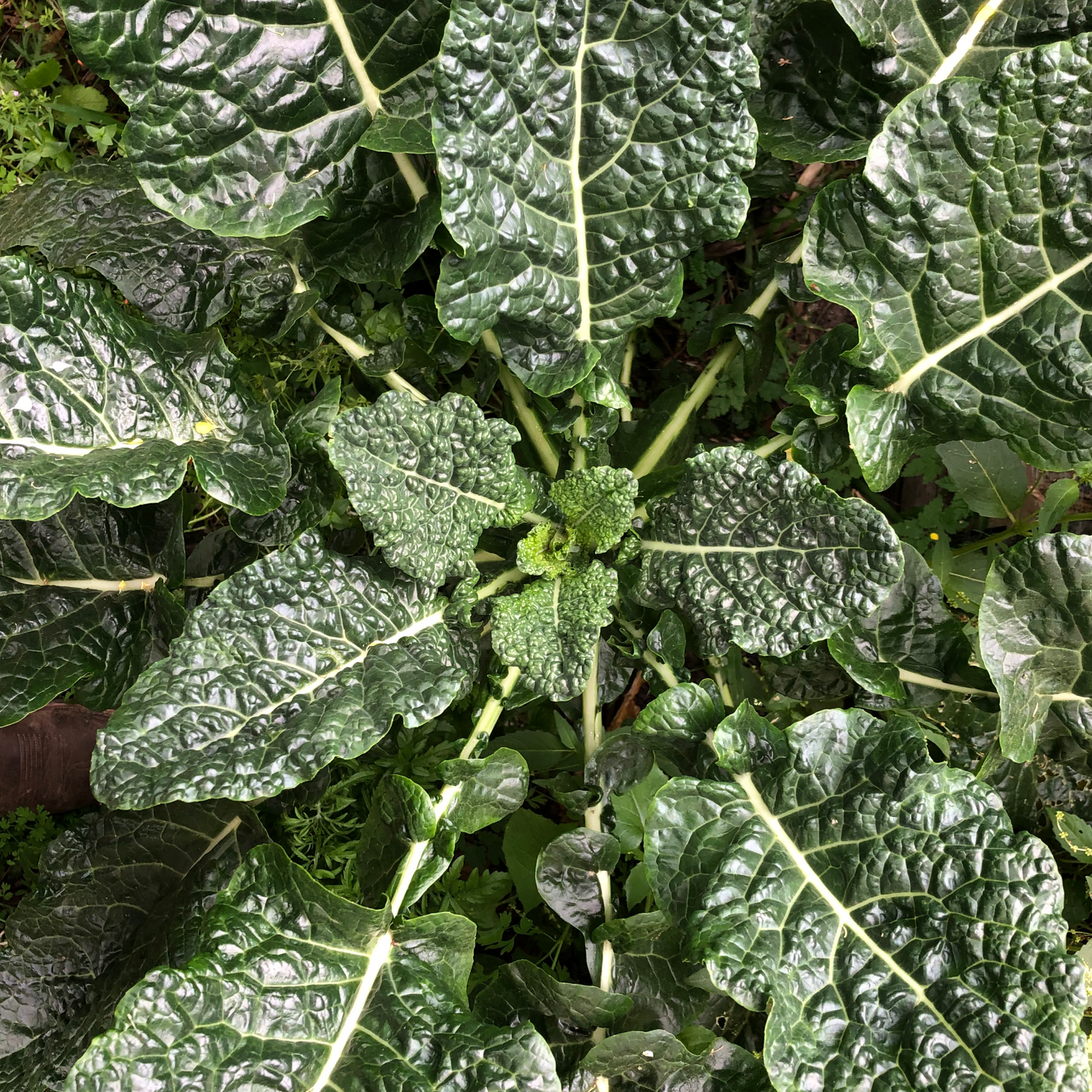 Kale +