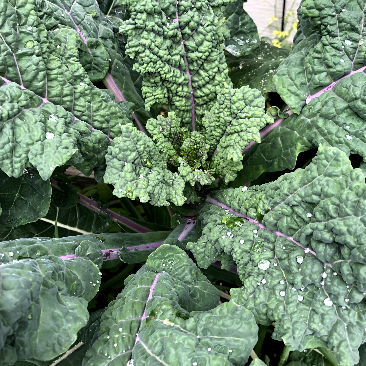 Kale +