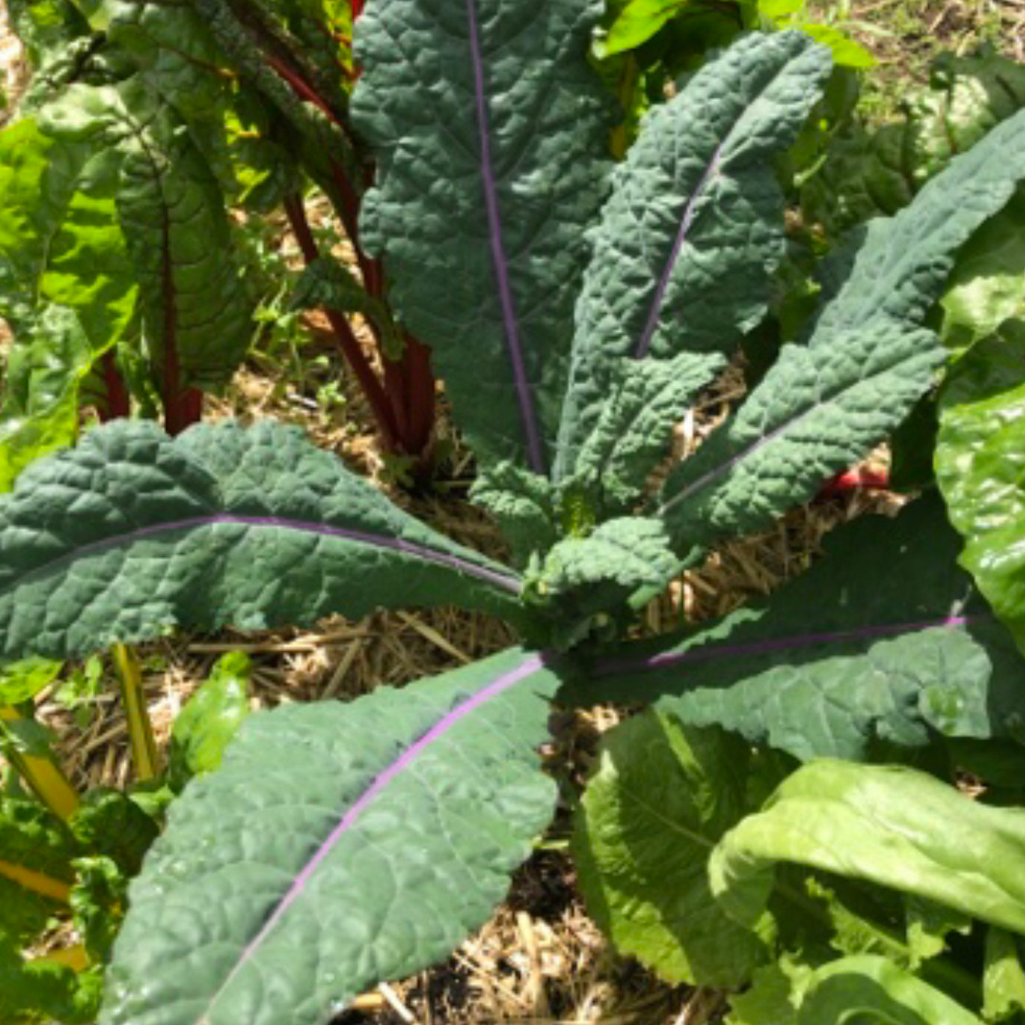 Kale +