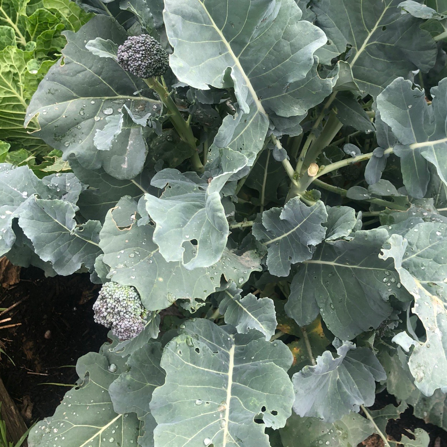 Kale +