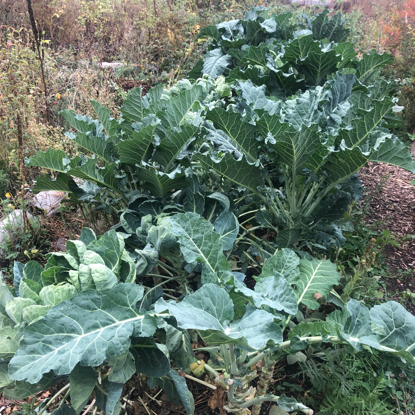 Kale +