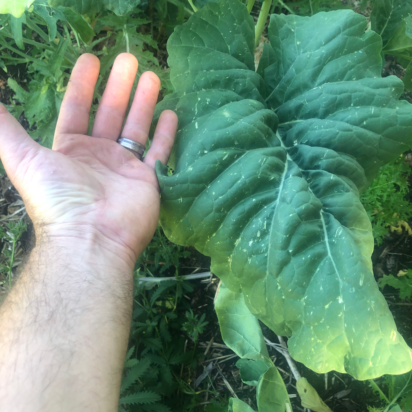 Kale +